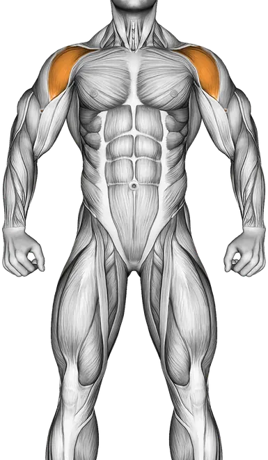 Bird Dog — Muscles worked: Glutes, Front delts, Lower back, Hamstrings (Front)
