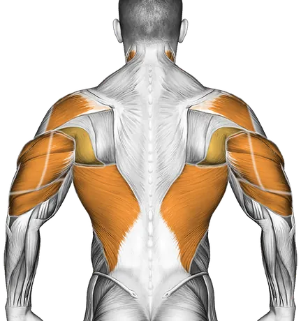 Dumbbell Pullover on Exercise Ball — Muscles worked: Chest, Front delts, Rear delts, Lats, Triceps, Neck (Back)