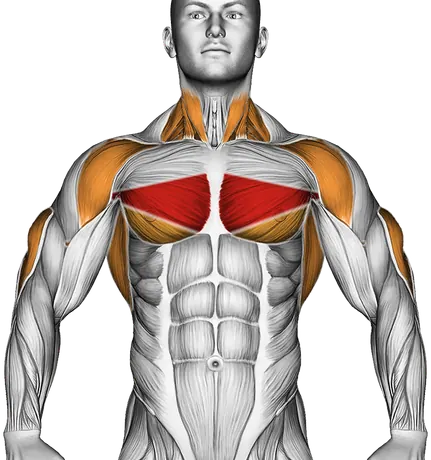 Dumbbell Pullover on Exercise Ball — Muscles worked: Chest, Front delts, Rear delts, Lats, Triceps, Neck (Front)