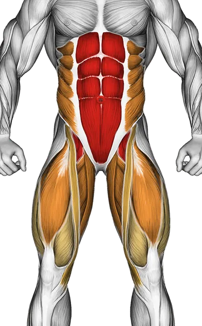 V Up — Muscles worked: Core, Obliques, Quadriceps, Adductors (Front)