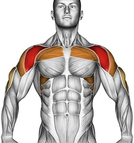 Smith Seated Shoulder Press — Muscles worked: Front delts, Chest, Serratus, Side delts, Triceps (Front)