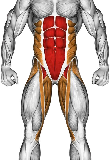 Pull in (on Stability Ball) — Muscles worked: Core, Obliques, Abductors, Quadriceps, Adductors