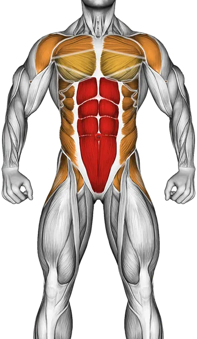 Front Plank with Leg Lift — Muscles worked: Core, Chest, Serratus, Front delts, Obliques, Glutes, Abductors, Hamstrings (Front)