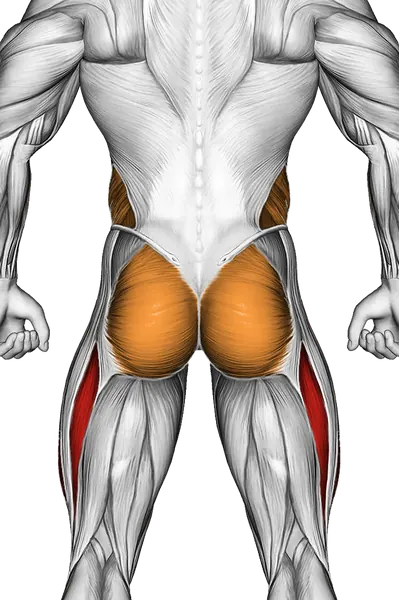 Single Leg Stretch (Bent Knee) — Muscles worked: Quadriceps, Core, Obliques, Glutes (Back)