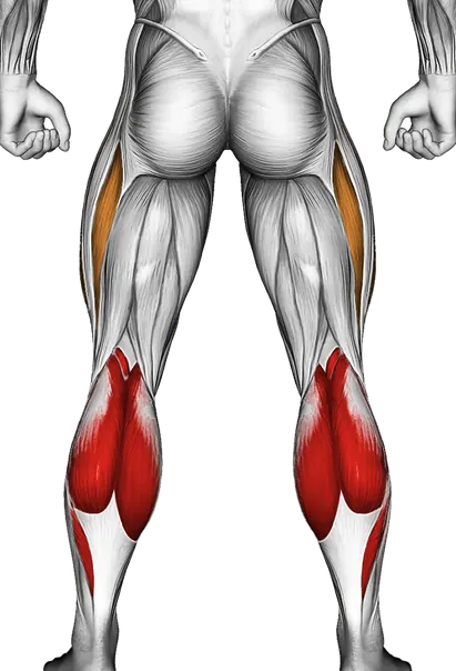 Circles Knee Stretch — Muscles worked: Calves, Quadriceps, Tibialis (Back)