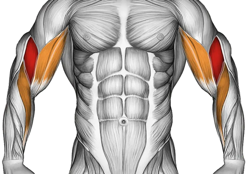 Cable Squatting Curl — Muscles worked: Biceps, Forearms