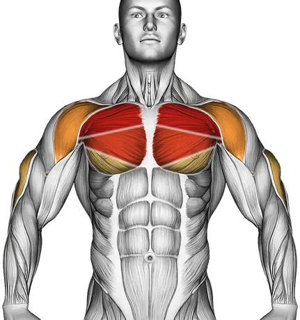 Dumbbell Incline Palm in Press — Muscles worked: Chest, Front delts, Triceps (Front)