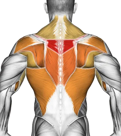 Barbell Row Form: Build a Stronger Back — Muscles worked: Upper back, Rear delts, Lats, Biceps, Forearms, Traps (Back)