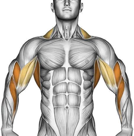 Barbell Row Form: Build a Stronger Back — Muscles worked: Upper back, Rear delts, Lats, Biceps, Forearms, Traps (Front)
