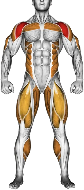 Cable Twisting Overhead Press — Muscles worked: Front delts, Chest, Serratus, Side delts, Upper back, Triceps, Obliques, Glutes, Quadriceps, Adductors, Calves (Front)