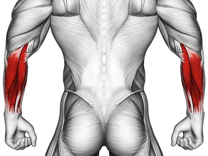 Barbell Wrist Curl — Muscles worked: Forearms