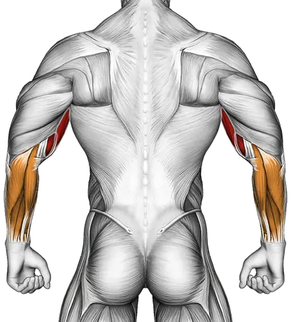 Cable Standing Inner Curl — Muscles worked: Biceps, Forearms (Back)
