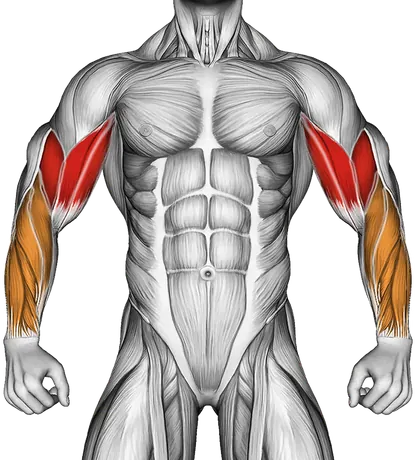 Cable Standing Inner Curl — Muscles worked: Biceps, Forearms (Front)