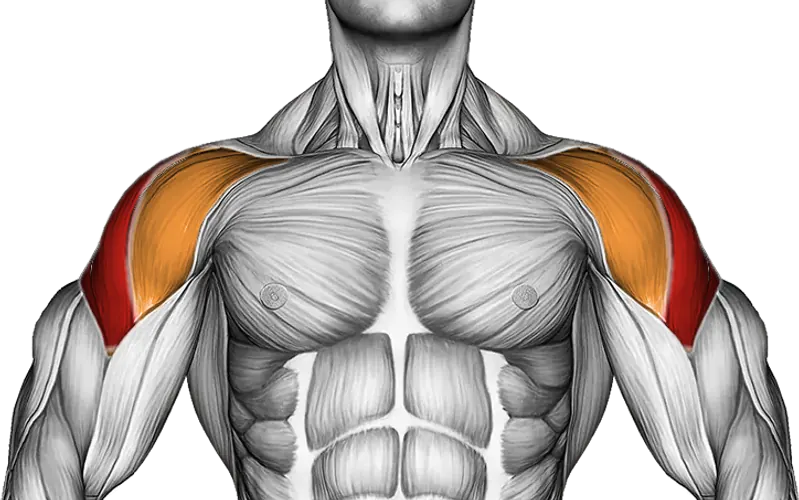 Battling Ropes Side Raise — Muscles worked: Side delts, Front delts