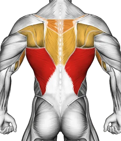 Wide Chin-Up — Muscles worked: Lats, Upper back, Biceps, Core (Back)