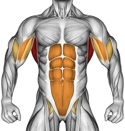 Wide Chin-Up — Muscles worked: Lats, Upper back, Biceps, Core (Front)