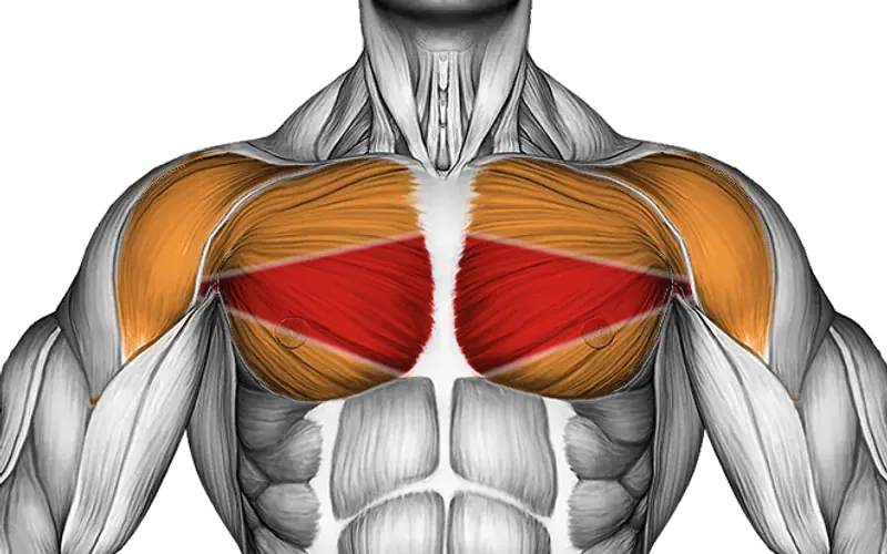 Roll Chest Lying on Floor — Muscles worked: Chest, Front delts