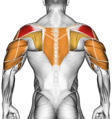 Battling Ropes — Muscles worked: Rear delts, Front delts, Side delts, Upper back, Biceps, Triceps, Forearms (Back)