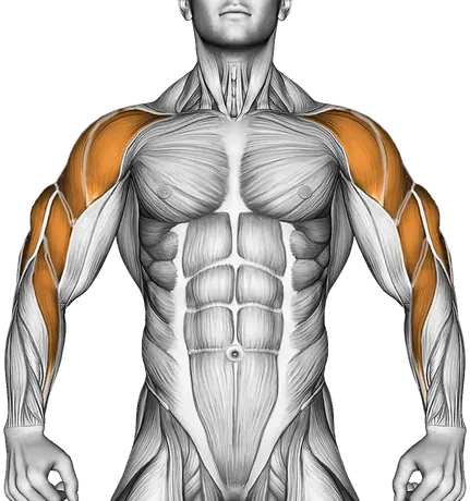 Battling Ropes — Muscles worked: Rear delts, Front delts, Side delts, Upper back, Biceps, Triceps, Forearms (Front)