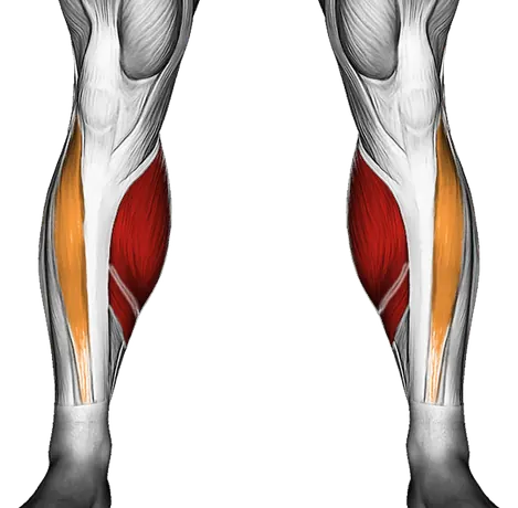 Feet and Ankles Stretch — Muscles worked: Calves, Tibialis (Front)