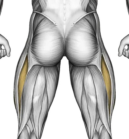 Decline Sit-Up — Muscles worked: Core, Abductors, Quadriceps (Back)
