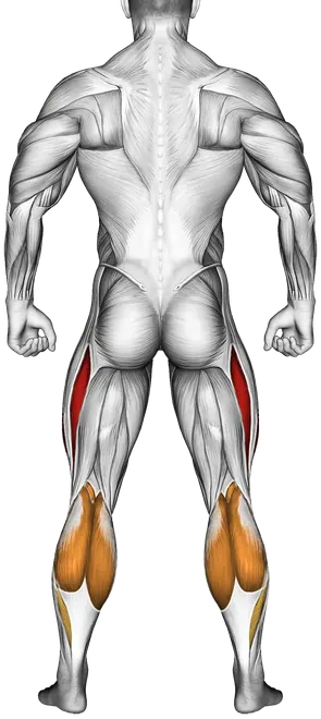 Jumping Jack — Muscles worked: Quadriceps, Front delts, Core, Calves (Back)