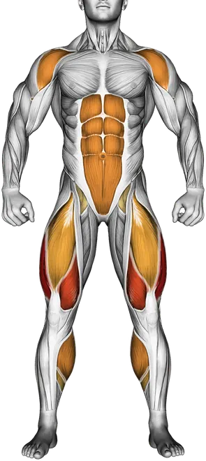 Jumping Jack — Muscles worked: Quadriceps, Front delts, Core, Calves (Front)