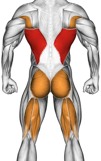 Dynamic Back Stretch — Muscles worked: Lats, Glutes, Hamstrings