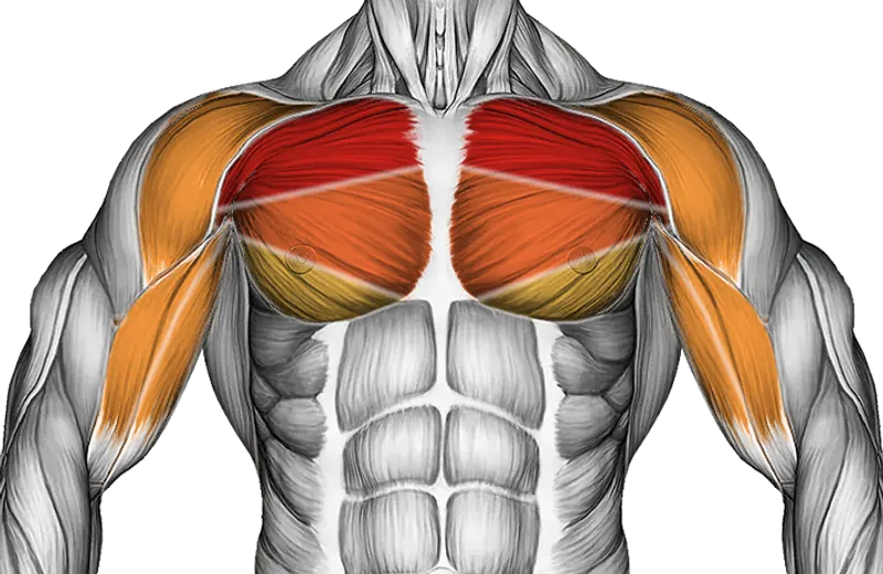 Cable Lying Fly — Muscles worked: Chest, Front delts, Biceps