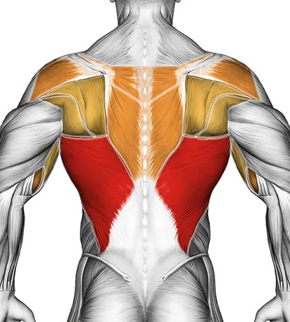Rocky Pull-Up Pulldown — Muscles worked: Lats, Rear delts, Upper back, Biceps, Forearms (Back)
