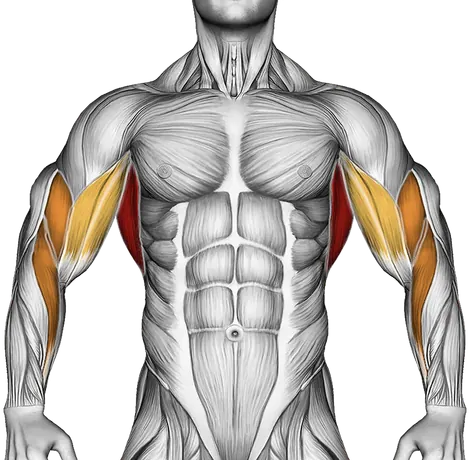 Rocky Pull-Up Pulldown — Muscles worked: Lats, Rear delts, Upper back, Biceps, Forearms (Front)