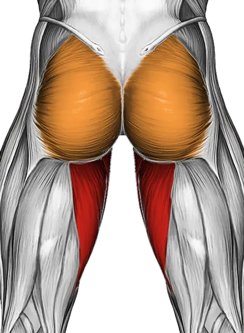 Cable Hip Adduction — Muscles worked: Adductors, Glutes (Back)