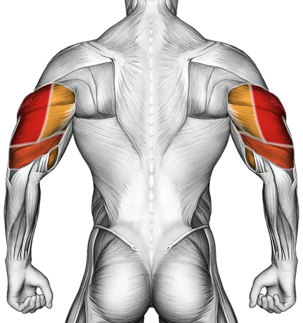 EZ Barbell Decline Close Grip Face Press — Muscles worked: Triceps, Biceps, Forearms (Back)