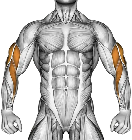 EZ Barbell Decline Close Grip Face Press — Muscles worked: Triceps, Biceps, Forearms (Front)