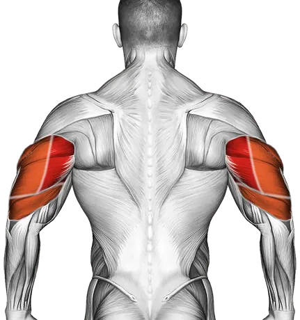 Barbell Lying Triceps Extension — Muscles worked: Triceps, Front delts (Back)