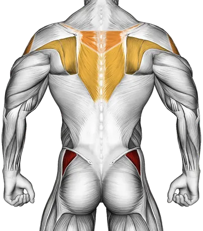 Band Lying Hip Internal Rotation — Muscles worked: Abductors, Side delts, Upper back (Back)