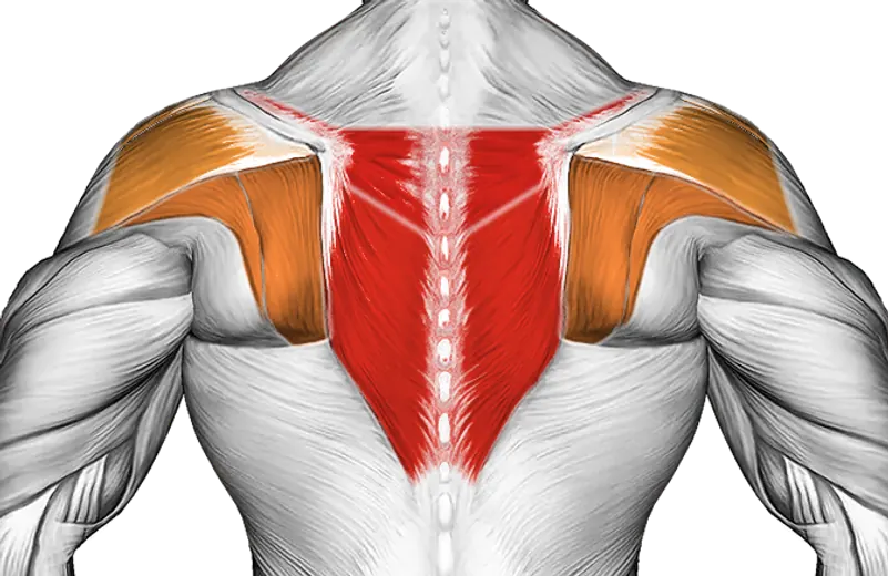 Pulse Row — Muscles worked: Upper back, Rear delts
