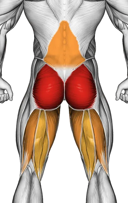 Band Pull Through — Muscles worked: Glutes, Lower back, Adductors, Hamstrings (Back)