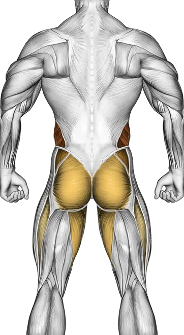 How to Train Your Core for Strength and Abs — Muscles worked: Core, Obliques, Abductors, Quadriceps, Front delts, Glutes, Adductors (Back)