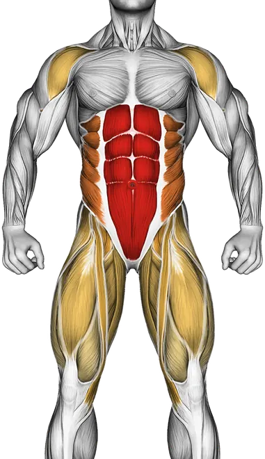 How to Train Your Core for Strength and Abs — Muscles worked: Core, Obliques, Abductors, Quadriceps, Front delts, Glutes, Adductors (Front)