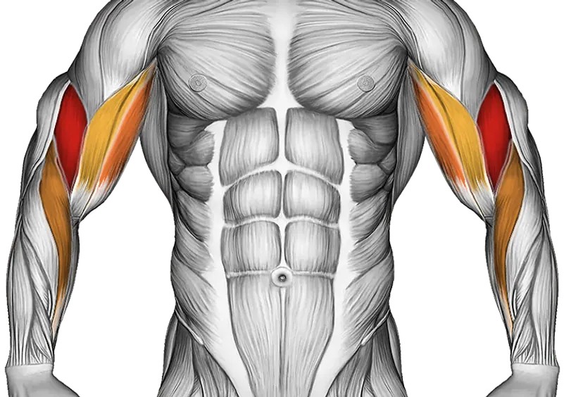Lever Preacher Curl (Version 2) — Muscles worked: Biceps, Forearms