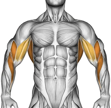 Inverted Row Between Chairs — Muscles worked: Upper back, Rear delts, Lats, Biceps, Forearms (Front)