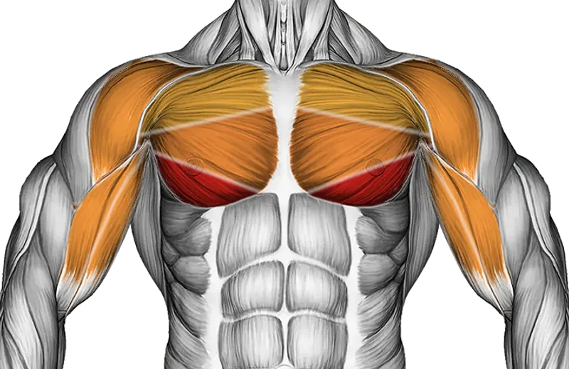 Cable Decline Fly — Muscles worked: Chest, Front delts, Biceps