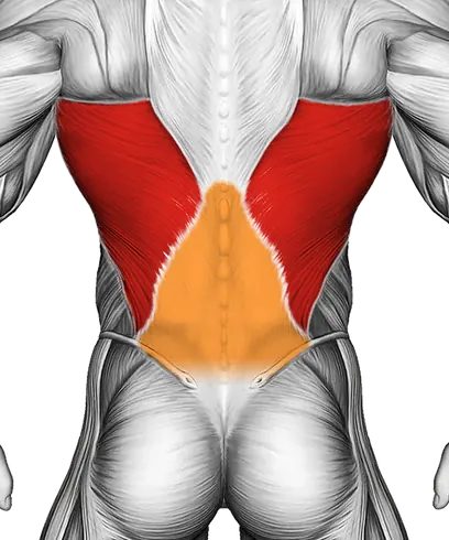 Standing Lateral Stretch — Muscles worked: Lats, Core, Lower back (Back)