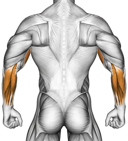 Cable Concentration Curl — Muscles worked: Biceps, Forearms (Back)