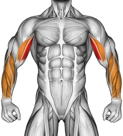Cable Concentration Curl — Muscles worked: Biceps, Forearms (Front)