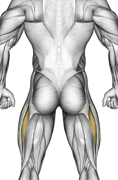 Band Decline Sit-Up — Muscles worked: Core, Serratus, Abductors, Quadriceps (Back)