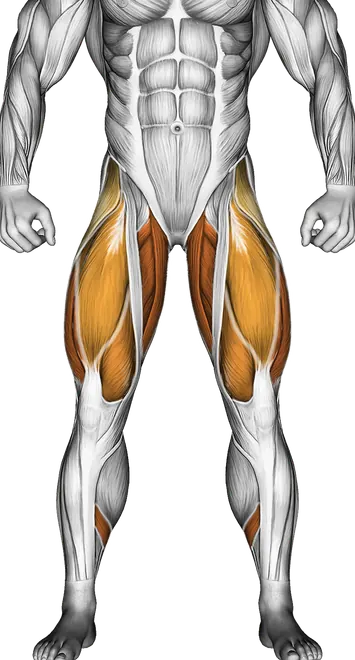 Deadlift Form: How to Deadlift Safely and Strongly — Muscles worked: Hamstrings, Glutes, Quadriceps, Adductors, Calves, Lower back, Abductors (Front)