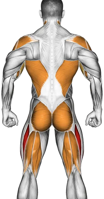 Elliptical Machine Walk — Muscles worked: Quadriceps, Chest, Serratus, Front delts, Side delts, Rear delts, Lats, Biceps, Forearms, Glutes, Hamstrings, Neck (Back)