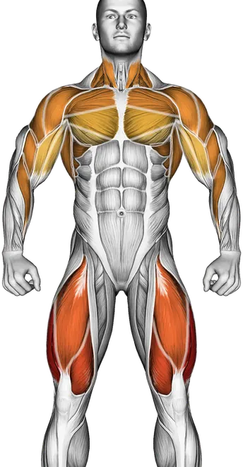 Elliptical Machine Walk — Muscles worked: Quadriceps, Chest, Serratus, Front delts, Side delts, Rear delts, Lats, Biceps, Forearms, Glutes, Hamstrings, Neck (Front)